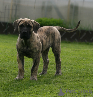 Foto №1. dogo canario - zum Verkauf in der Stadt Riga | 1500€ | Ankündigung № 174799