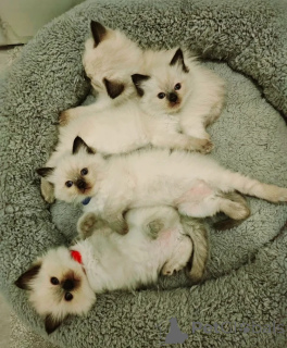 Foto №3. Neue Ragdoll-Kätzchen zur Adoption. Österreich