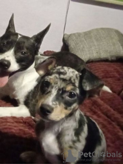 Foto №1. chow-chow - zum Verkauf in der Stadt Würzburg | 500€ | Ankündigung № 130140