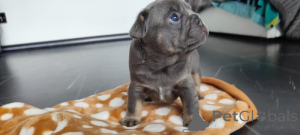 Foto №1. französische bulldogge - zum Verkauf in der Stadt Берлингероде | 5000€ | Ankündigung № 139145