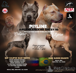 Foto №1. american pit bull terrier - zum Verkauf in der Stadt Uljanowsk | 616€ | Ankündigung № 84673