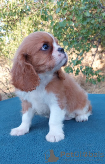 Foto №2 zu Ankündigung № 114056 zu verkaufen cavalier king charles spaniel - einkaufen Ukraine züchter