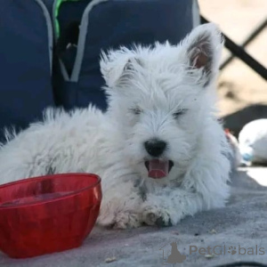 Foto №1. west highland white terrier - zum Verkauf in der Stadt München | verhandelt | Ankündigung № 178086