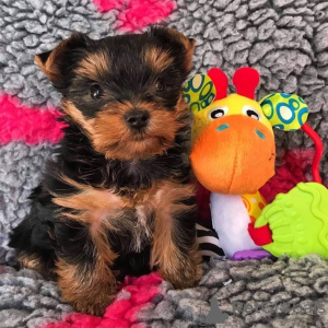 Foto №1. yorkshire terrier - zum Verkauf in der Stadt Aalter | 400€ | Ankündigung № 96322