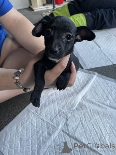 Foto №2 zu Ankündigung № 133087 zu verkaufen jack russell terrier - einkaufen Deutschland quotient 	ankündigung