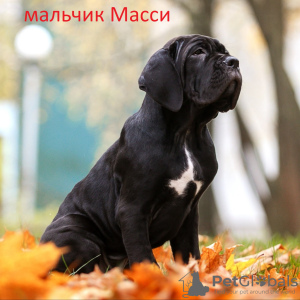 Foto №3. Italienische Cane Corso-Welpen. Weißrussland