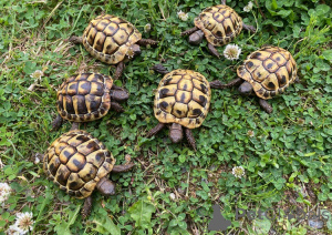 Foto №1.  - zum Verkauf in der Stadt Vienna | 100€ | Ankündigung № 143771