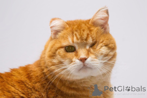 Foto №4. Ich werde verkaufen  in der Stadt Chimki. aus dem tierheim - preis - Frei