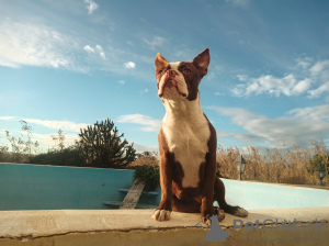 Foto №4. Ich werde verkaufen boston terrier in der Stadt Elche. züchter - preis - 1700€