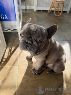 Foto №1. französische bulldogge - zum Verkauf in der Stadt Egerken | verhandelt | Ankündigung № 171691