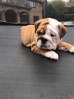 Foto №4. Ich werde verkaufen englische bulldogge in der Stadt Barcelona. quotient 	ankündigung, züchter - preis - 480€