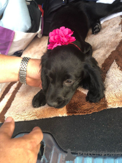 Foto №2 zu Ankündigung № 167497 zu verkaufen english cocker spaniel - einkaufen Dänemark quotient 	ankündigung, züchter