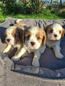 Foto №1. amerikanischer cocker spaniel, english cocker spaniel, english springer spaniel, welsh springer spaniel, irish water spaniel, perro de agua español, mastín español, cavalier king charles spaniel, cavalier king charles spaniel, clumber spaniel, russian spaniel, tibet-spaniel - zum Verkauf in der Stadt Helsinki | 1000€ | Ankündigung № 176035