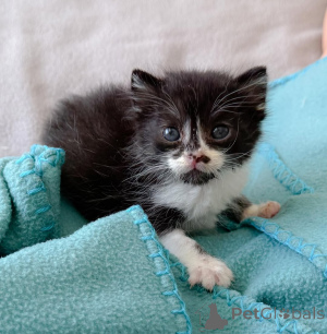 Foto №1. hauskatze - zum Verkauf in der Stadt Aarbergen | 450€ | Ankündigung № 147404