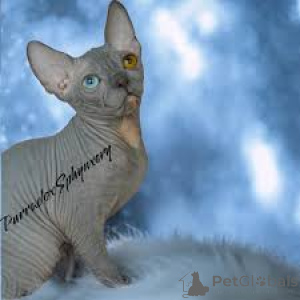 Foto №2 zu Ankündigung № 165823 zu verkaufen sphynx-katze - einkaufen Belgien quotient 	ankündigung, züchter