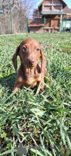 Foto №3. Unser wunderschönes Mädchen hat wunderschöne Welpen bekommen. Deutschland