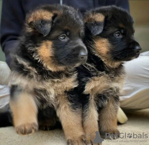 Foto №1. deutscher schäferhund - zum Verkauf in der Stadt Helsinki | verhandelt | Ankündigung № 123561