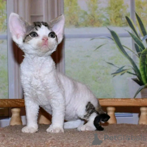 Foto №2 zu Ankündigung № 137123 zu verkaufen devon rex - einkaufen Deutschland züchter
