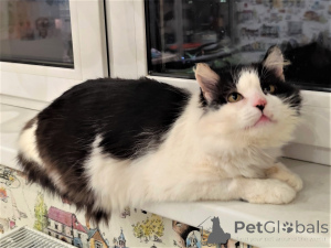 Foto №1.  - zum Verkauf in der Stadt Minsk | Frei | Ankündigung № 165784