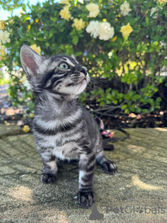 Foto №2 zu Ankündigung № 152640 zu verkaufen bengal katzenrasse - einkaufen Schweiz quotient 	ankündigung