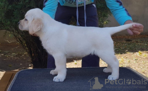 Foto №2 zu Ankündigung № 126412 zu verkaufen labradoodle - einkaufen Serbien 