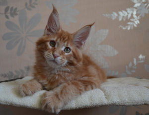 Foto №3. Feines quate. Russische Föderation