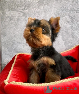 Foto №3. Teetasse Yorkie Welpe zur Adoption. USA