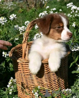 Foto №1. australian shepherd - zum Verkauf in der Stadt Sydney | Frei | Ankündigung № 123105