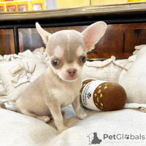 Foto №3. Der prachtige Chihuahua-Welpe hat sich noch nie um ihn gekümmert. Niederlande