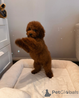 Foto №3. Gesunde und glückliche Zwergpudelwelpen auf der Suche nach einer Familie für. Deutschland