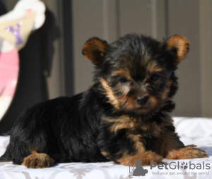Foto №2 zu Ankündigung № 50502 zu verkaufen yorkshire terrier - einkaufen USA quotient 	ankündigung