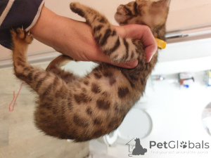 Foto №4. Ich werde verkaufen bengal katzenrasse in der Stadt Bachka-Palanka. quotient 	ankündigung - preis - verhandelt