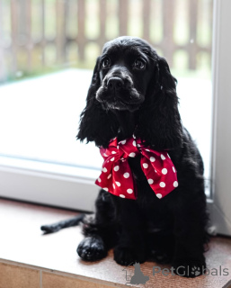 Foto №3. Lernen Sie Oliver kennen, fröhlich, treu und voller Liebe! Immer bereit zum. Deutschland