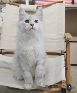 Foto №1. maine-coon-katze - zum Verkauf in der Stadt München | verhandelt | Ankündigung № 155914