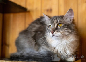 Foto №4. Ich werde verkaufen  in der Stadt Moskwa. quotient 	ankündigung - preis - Frei