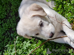 Foto №3. Weißer Labrador Retriever Welpe zu verkaufen. Georgien