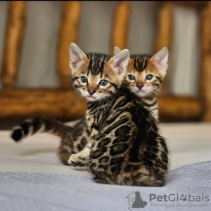 Foto №1. bengal katzenrasse - zum Verkauf in der Stadt Rom | verhandelt | Ankündigung № 133539