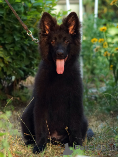 Foto №1. deutscher schäferhund - zum Verkauf in der Stadt Каир | 568€ | Ankündigung № 111540