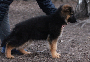 Foto №1. deutscher schäferhund - zum Verkauf in der Stadt Krasnojarsk | 370€ | Ankündigung № 6337