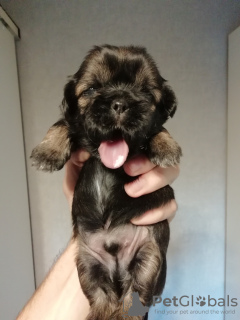 Foto №2 zu Ankündigung № 81128 zu verkaufen lhasa apso, shih tzu - einkaufen Estland quotient 	ankündigung, vom kindergarten, züchter