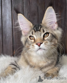 Foto №2 zu Ankündigung № 160648 zu verkaufen maine-coon-katze - einkaufen Großbritannien züchter