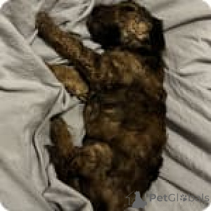 Foto №4. Ich werde verkaufen pudel (toy) in der Stadt Iowa City. quotient 	ankündigung - preis - 638€