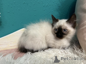 Foto №1. balinesenkatze - zum Verkauf in der Stadt Budapest | 350€ | Ankündigung № 177961