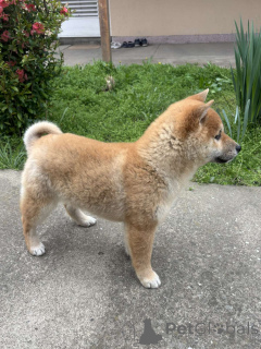 Foto №2 zu Ankündigung № 138757 zu verkaufen  - einkaufen Serbien 