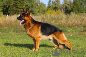 Foto №2 zu Ankündigung № 9504 zu verkaufen deutscher schäferhund - einkaufen Russische Föderation züchter