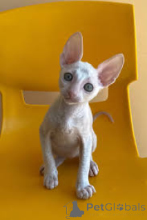Foto №2 zu Ankündigung № 165932 zu verkaufen cornish rex - einkaufen Frankreich quotient 	ankündigung, züchter