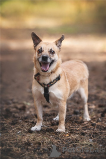 Zusätzliche Fotos: Der kleine Hund Suri ist in guten Händen.