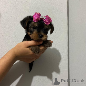 Foto №2 zu Ankündigung № 176326 zu verkaufen yorkshire terrier - einkaufen Zypern züchter