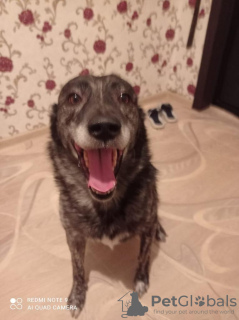 Foto №2 zu Ankündigung № 8134 zu verkaufen mischlingshund - einkaufen Russische Föderation quotient 	ankündigung