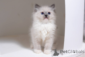 Foto №1. ragdoll-katze - zum Verkauf in der Stadt Washington | 533€ | Ankündigung № 178264
